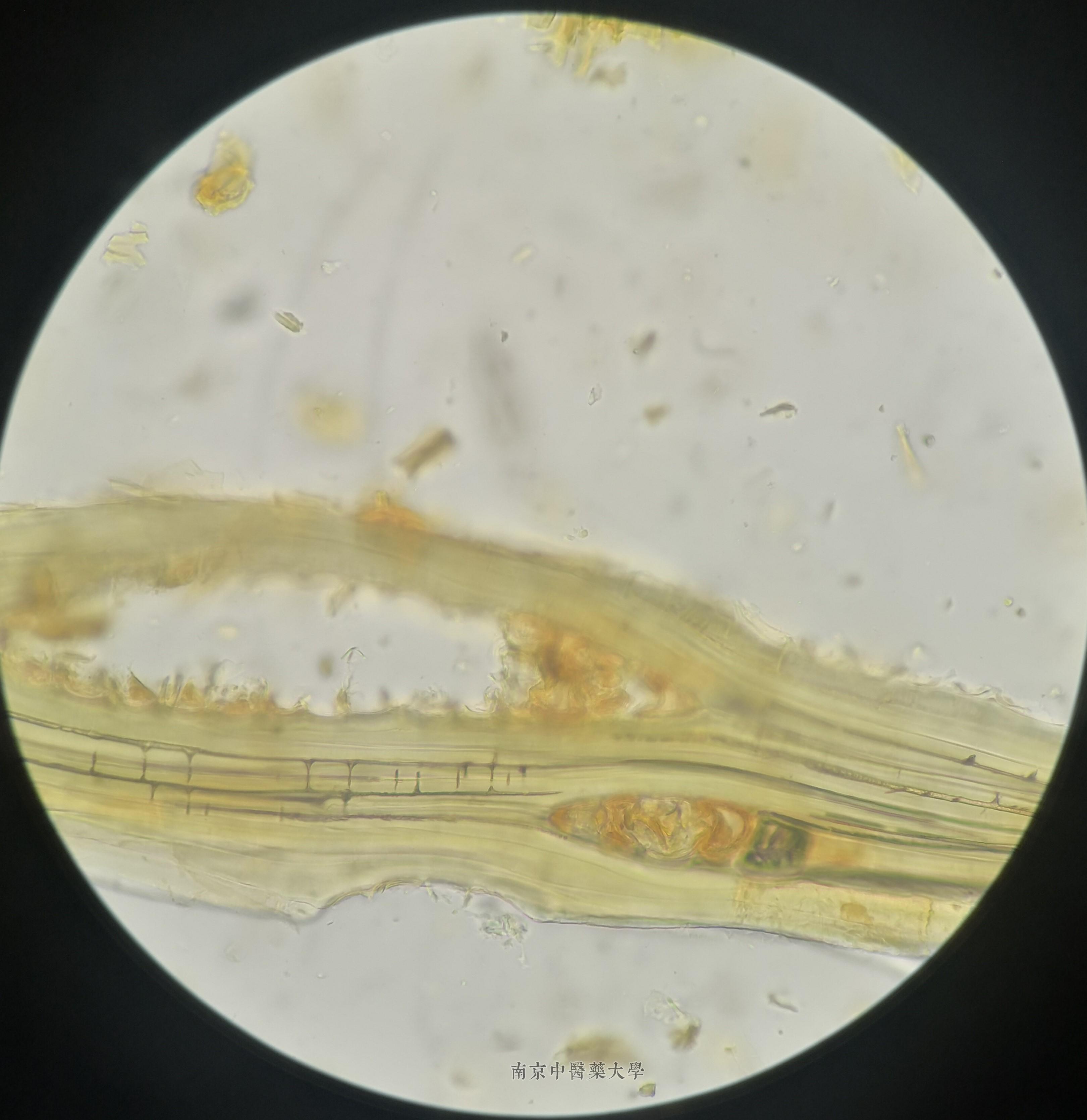 五味子石细胞显微图片图片