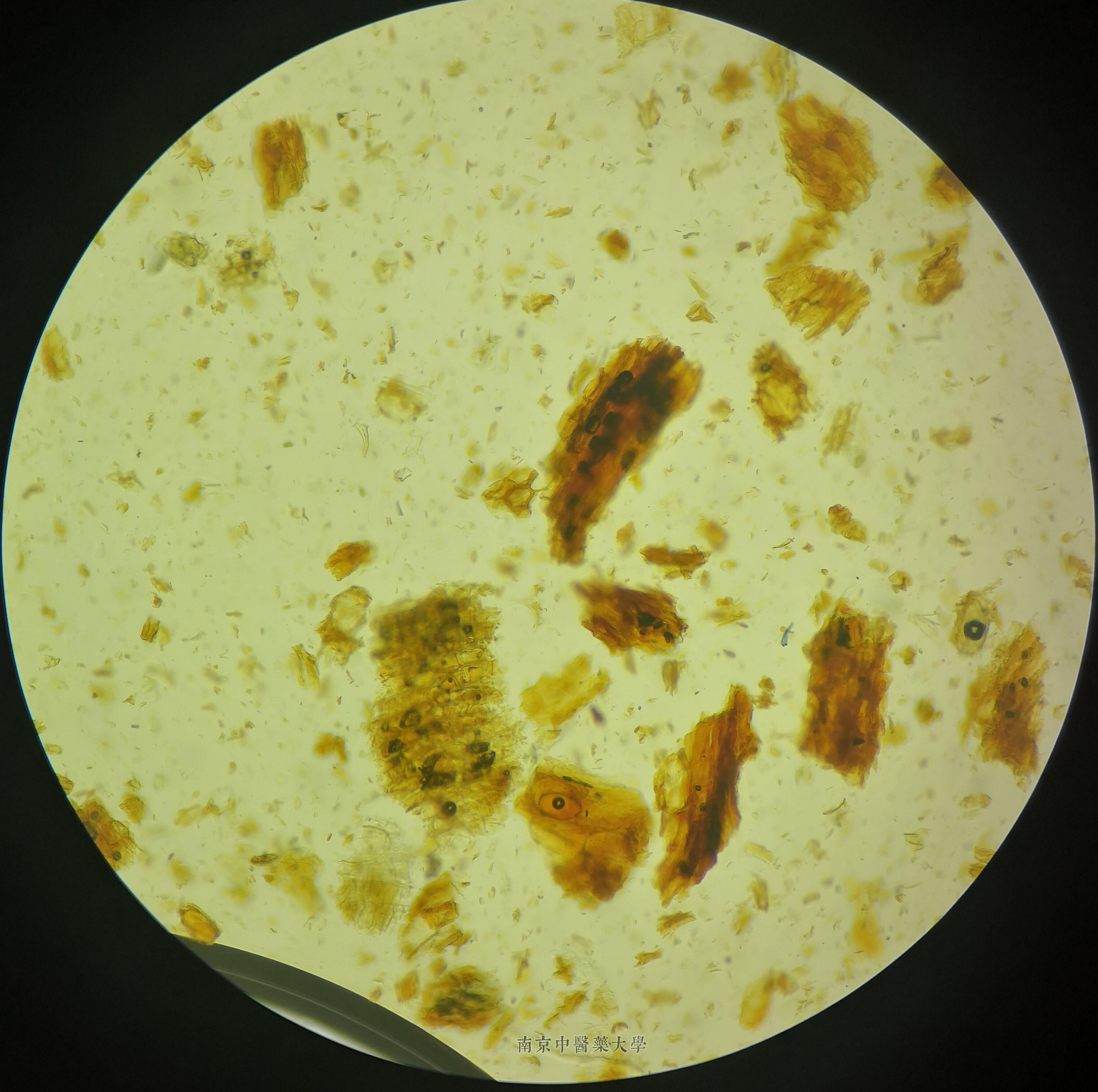 肉桂纤维显微镜图片图片